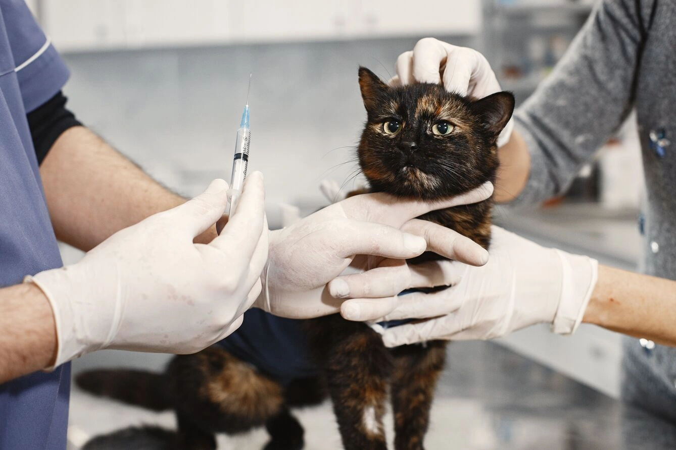 c73a0b27-82e5-466c-b17b-4ee8114c006b-How to Check a Cat's Temperature at Home 12